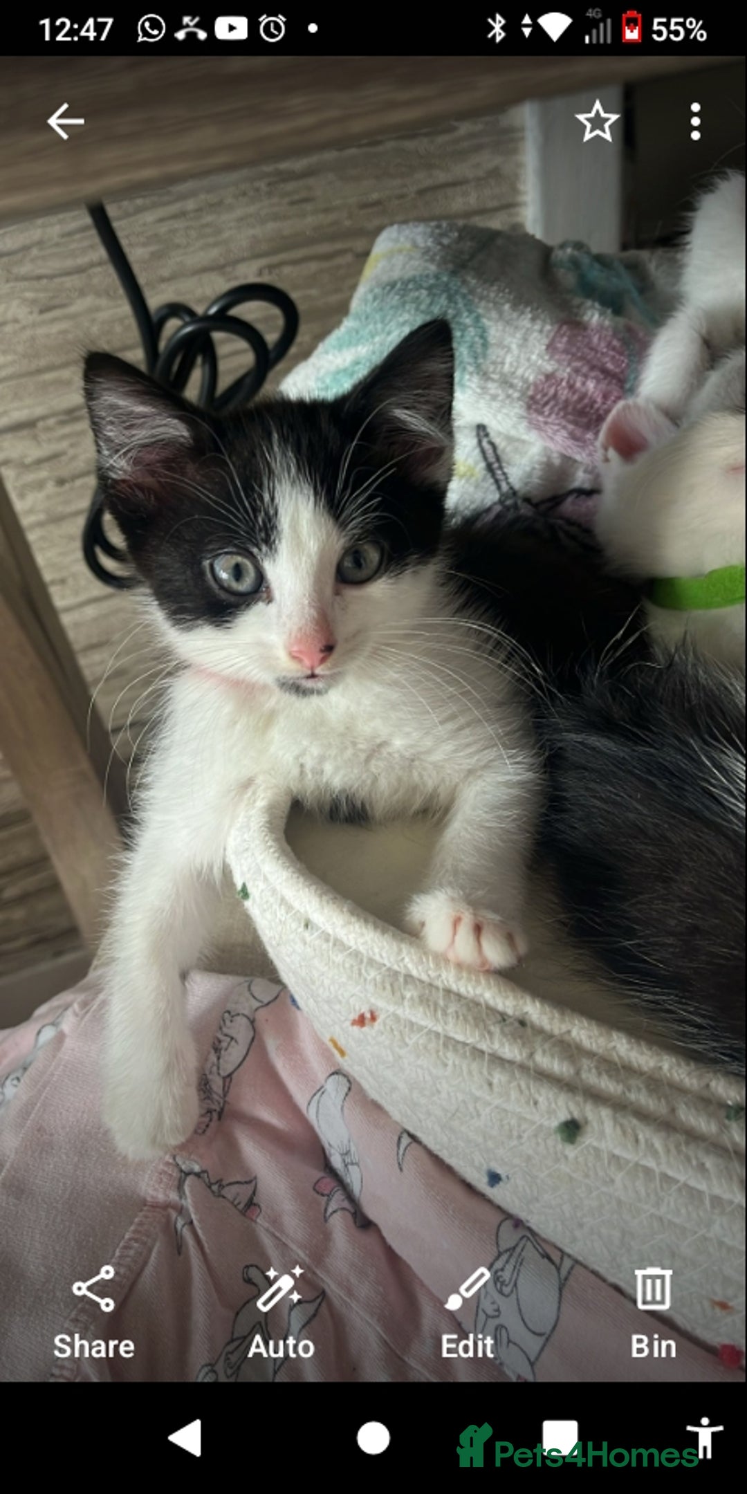 Mixed Breed cats for sale: 6 beautiful kittens - Image 10