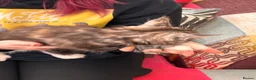 Maine Coon cats for sale: Maine Coon Kittens  - Advert 10
