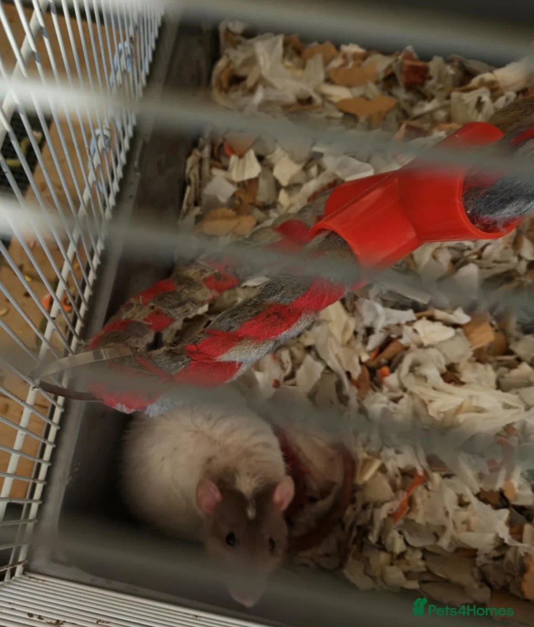 Rat rodents for sale: Rex, Smooth, Double Rex, Dumbo Baby Rats - Advert 2