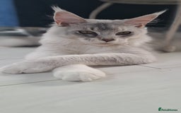 Maine Coon cats for sale: Maine Coon Big Boy Zeus looking for loving family - Image 8