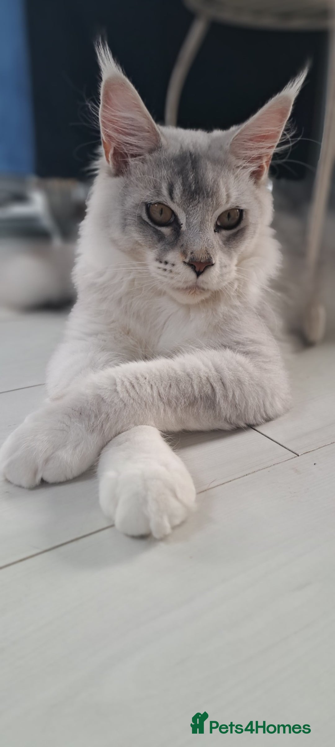 Maine Coon cats for sale: Maine Coon Big Boy Zeus looking for loving family - Image 8