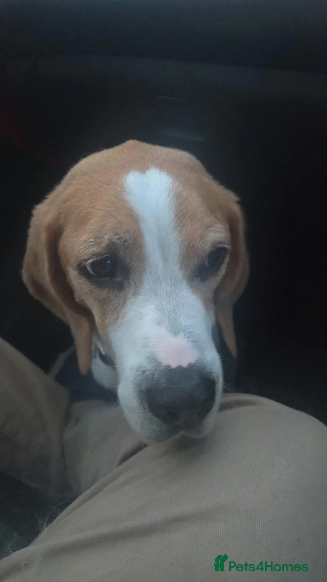 Beagle dogs for sale: Beagle  - Advert 1
