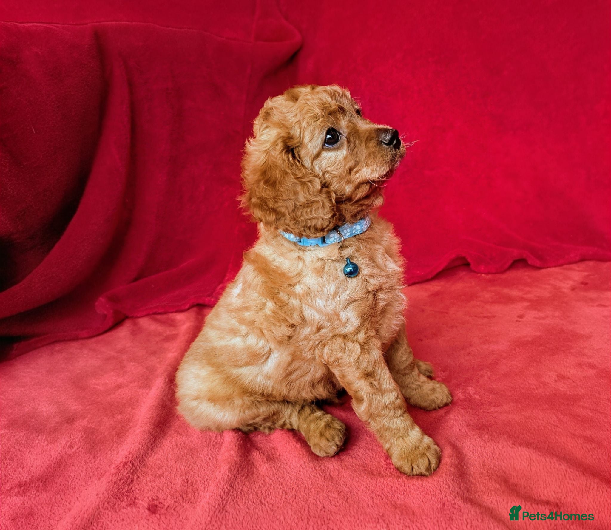 Cavapoo dogs Adorable Puppies, price open to negotiation - Advert 1