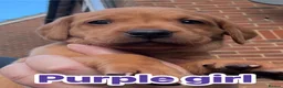 Labrador Retriever dogs for sale: Fox red Labrador puppies  - Advert 10