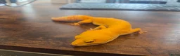 Leopard Gecko reptiles for sale: 2 Leopard Geckos with VIVs & equipment in Sheffield - Advert 6