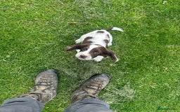 Sprocker dogs for sale: Sprocker boy pup - Image 6