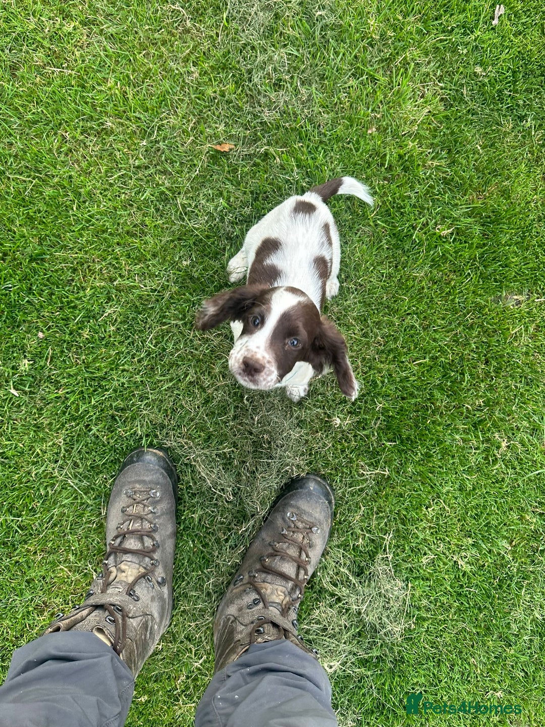 Sprocker dogs for sale: Sprocker boy pup - Image 6