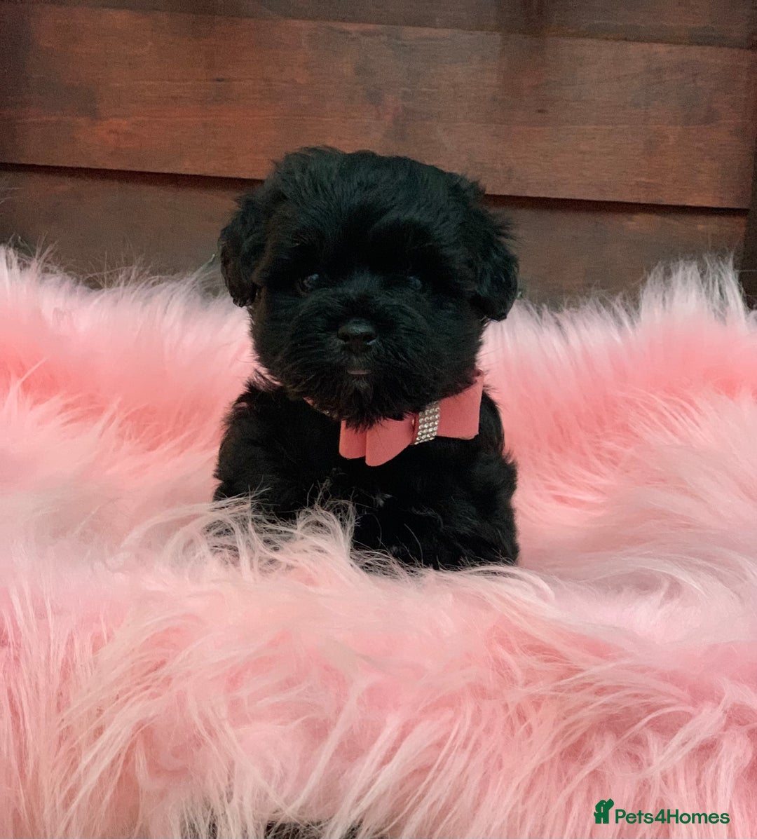 Miniature Schnauzer dogs for sale: 5* LICENSED - KC MINI (TOY) SCHNAUZER CHOCOLATE  - Advert 3