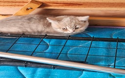 British Shorthair cats for sale: 2 British short hair boys  - Advert 4