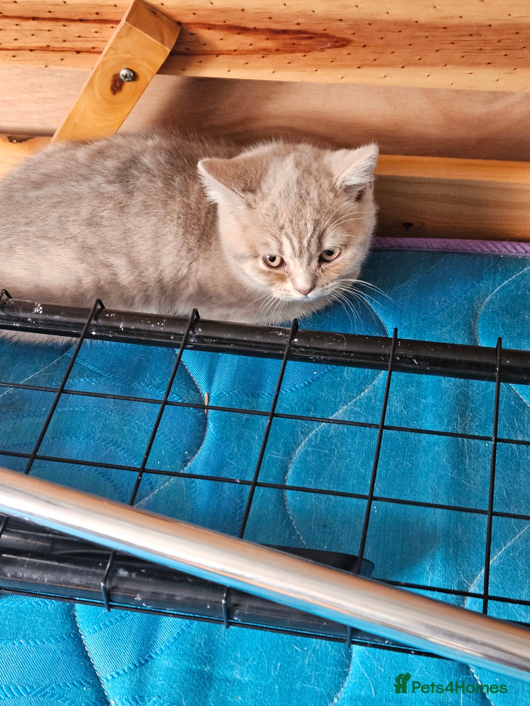 British Shorthair cats for sale: 2 British short hair boys  - Advert 4
