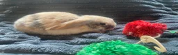 Cashmere Lop rabbits for sale: Cashmere Holland lop bunnies - Advert 5