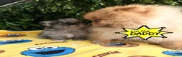 Pomeranian dogs for sale: 👀2 🐶 Left  ✨Four Mini Little Gems💎🐾🐶✨💜🧡🩶🤎 - Advert 24