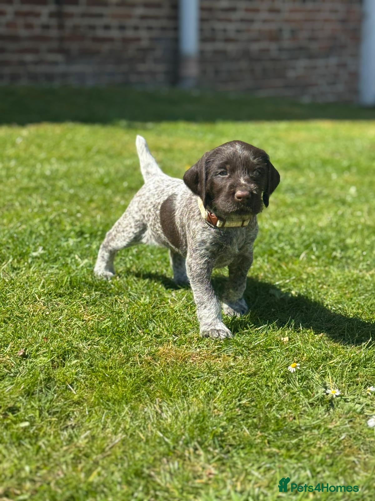 German Wirehaired Pointer dogs 5 WEEKS OLD - TWO BOYS REMAINING. KC REG GWP’s.  - Advert 5