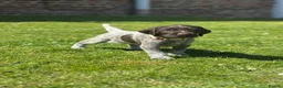 German Wirehaired Pointer dogs for sale: COLLECTION THIS WEEKEND 🤍 KC REG GWP’s.  - Advert 11