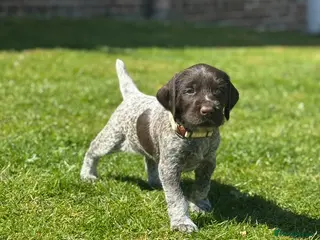 German Wirehaired Pointer dogs 5 WEEKS OLD - TWO BOYS REMAINING. KC REG GWP’s. - Advert 8