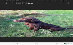 Labrador Retriever dogs for sale: Bundle of Chocolate Joy- Labrador Retrive Puppies - Image 33