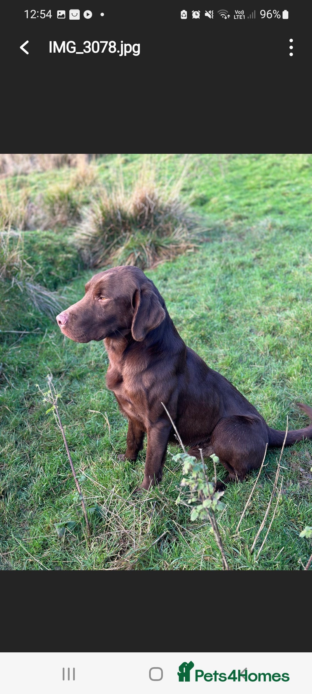 Labrador Retriever dogs for sale: Bundle of Chocolate Joy- Labrador Retrive Puppies - Image 33