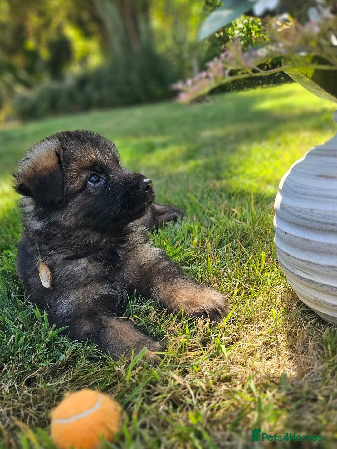German Shepherd dogs for sale: Long haired straight backed German Shepherd pups. - Image 9