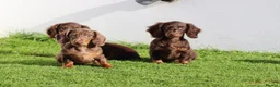 Dachshund dogs for sale: MINIATURE DACHSHUND PUPPIES FOR SALE - Advert 15