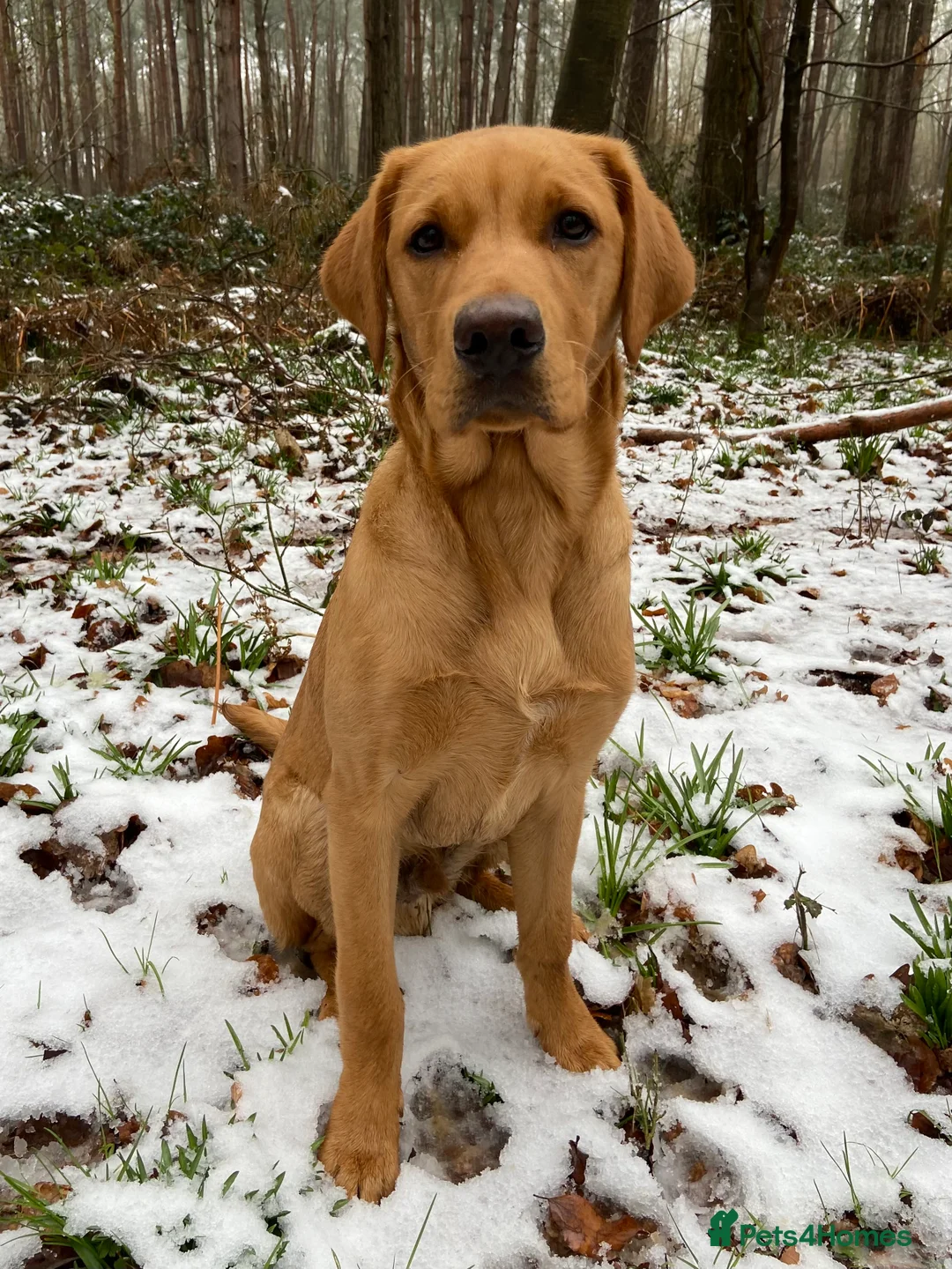 Labrador Retriever dogs for stud: Experienced Fox Red Labrador available for stud in Buckingham - Advert 8