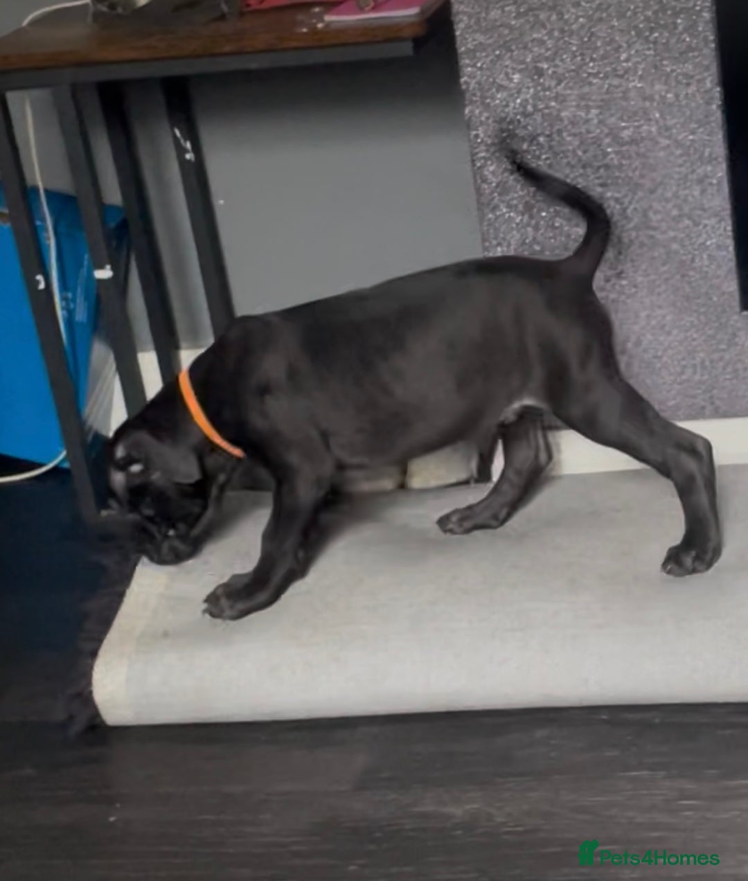 Mixed Breed dogs for sale: Presa Canario x Cane Corso  - Image 11