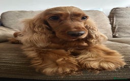 Mixed Breed dogs for sale: 🐾 3 Beautiful Show Cocker Spaniel Mix Puppies 🐾 - Image 8