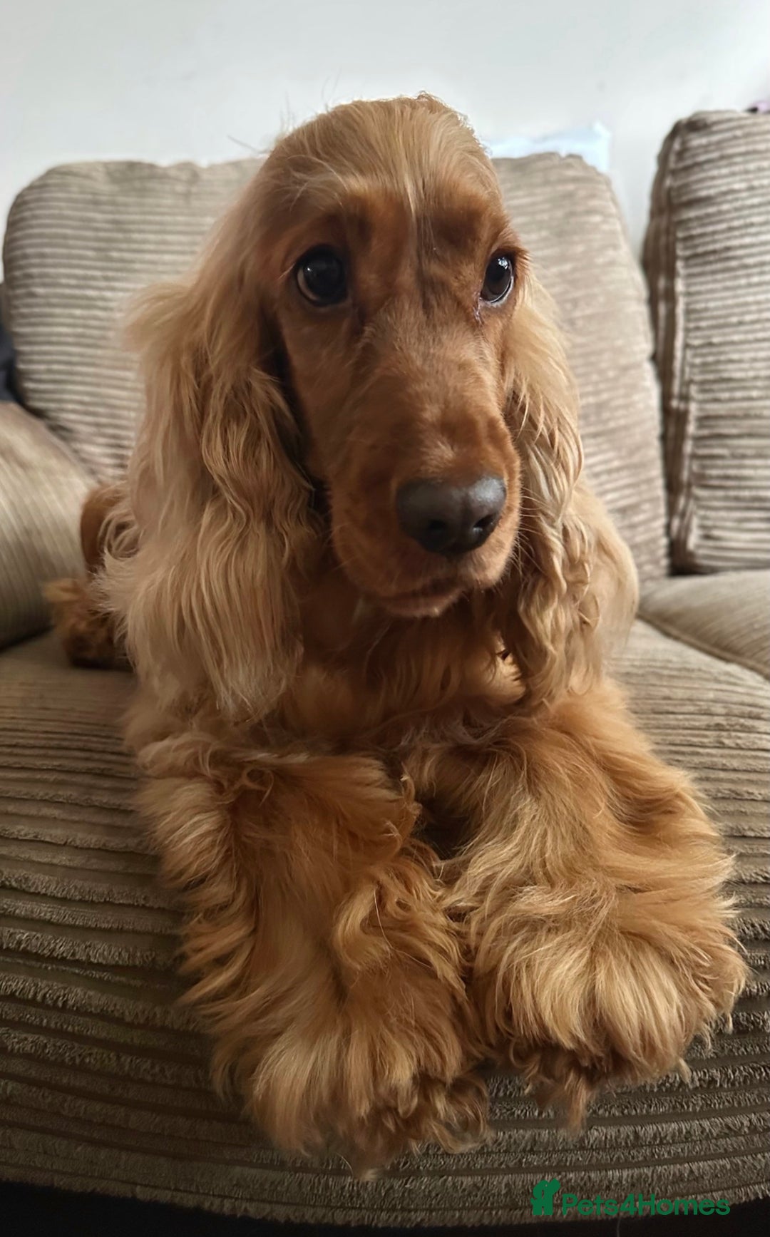 Mixed Breed dogs for sale: 🐾 3 Beautiful Show Cocker Spaniel Mix Puppies 🐾 - Image 8