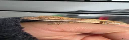Gecko reptiles for sale: FREE Crested gecko for loving home  - Advert 3