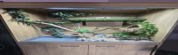 Corn Snake reptiles for sale: Corn Snake + Full Setup - Advert 4