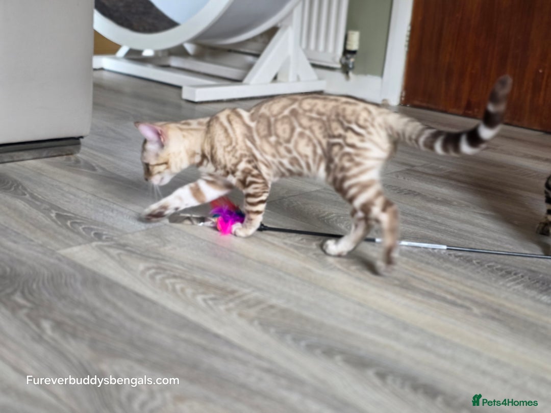 Bengal cats for sale: Clouded Mink Rosetted Bengal Girl - Image 5