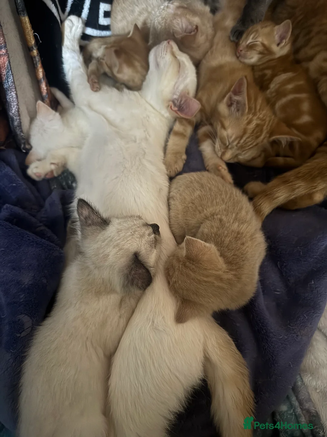 Domestic Shorthair cats for sale: Beautiful domestic shorthair kittens  - Advert 9