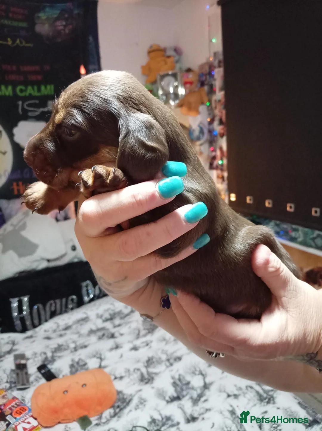 Miniature Dachshund dogs for sale: Last male puppy for sale  in Bristol - Advert 1