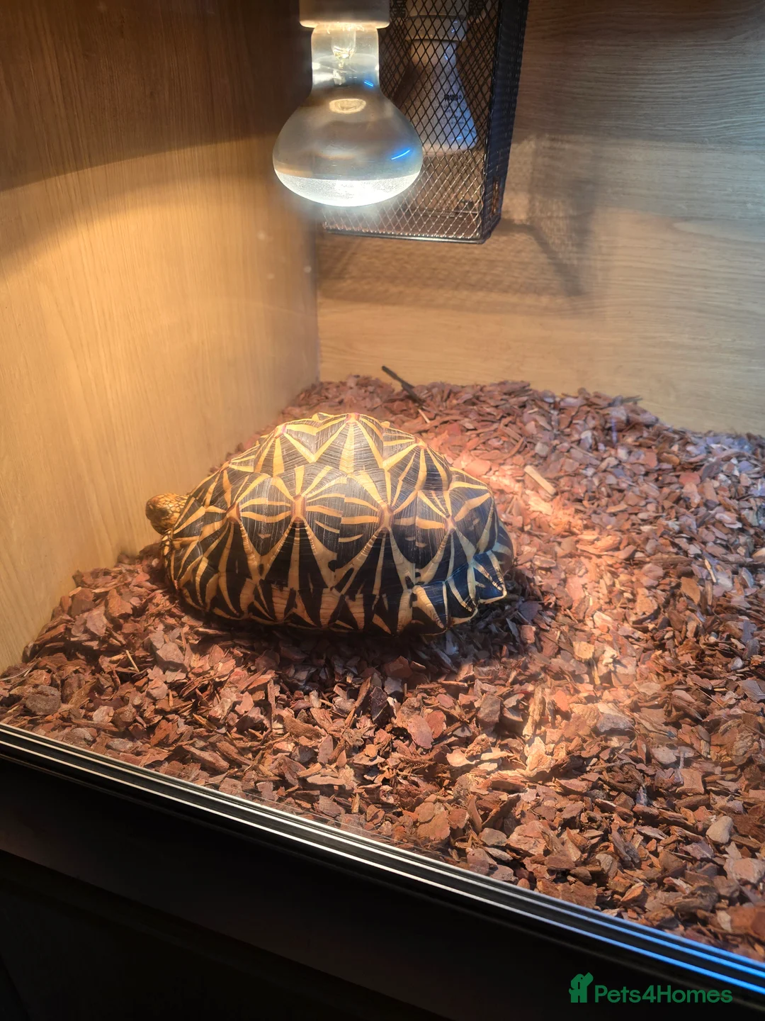 Tortoise reptiles for sale: Indian Star Tortoise - Advert 3