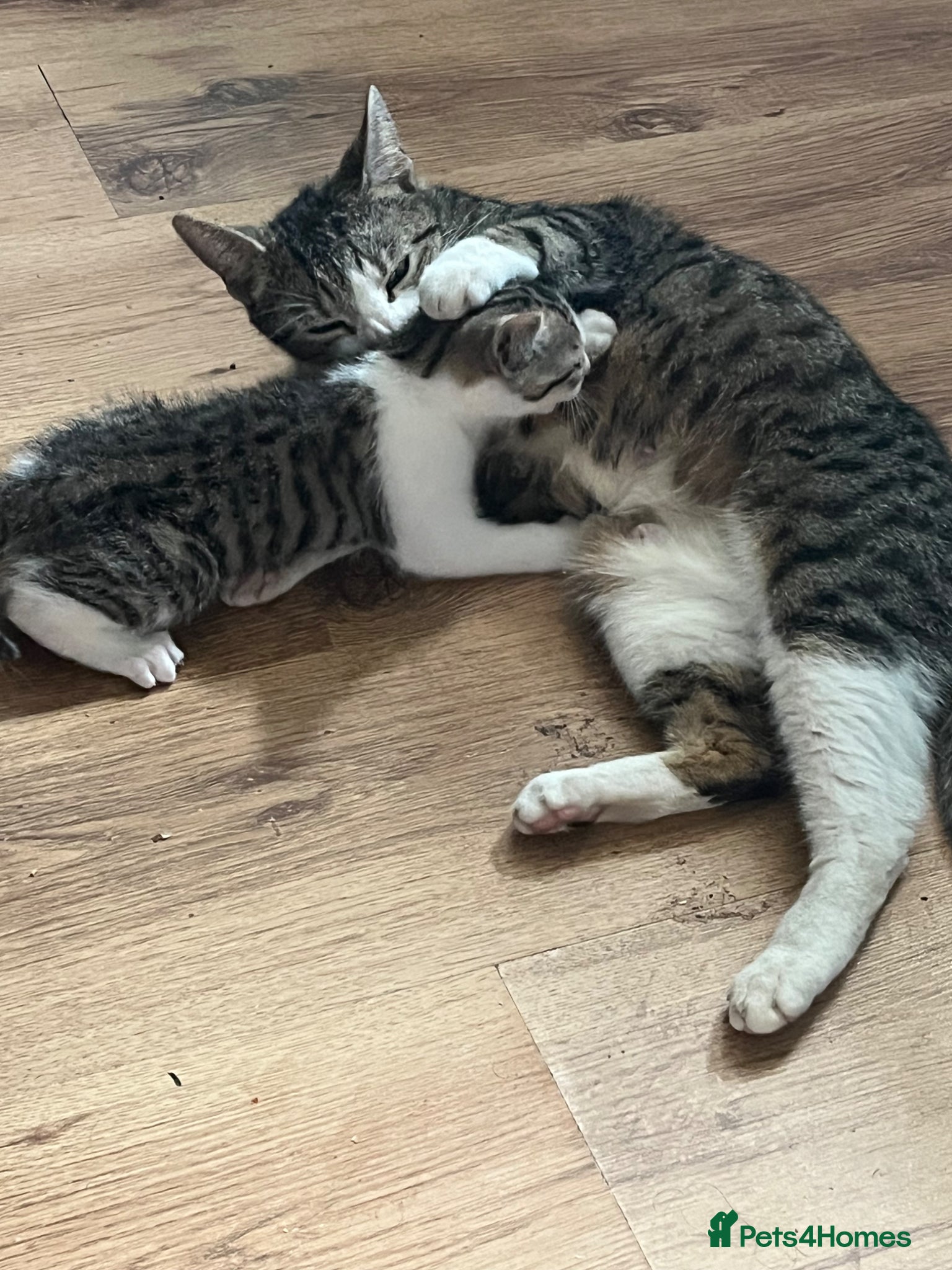 Mixed Breed cats Tabby  - Advert 3
