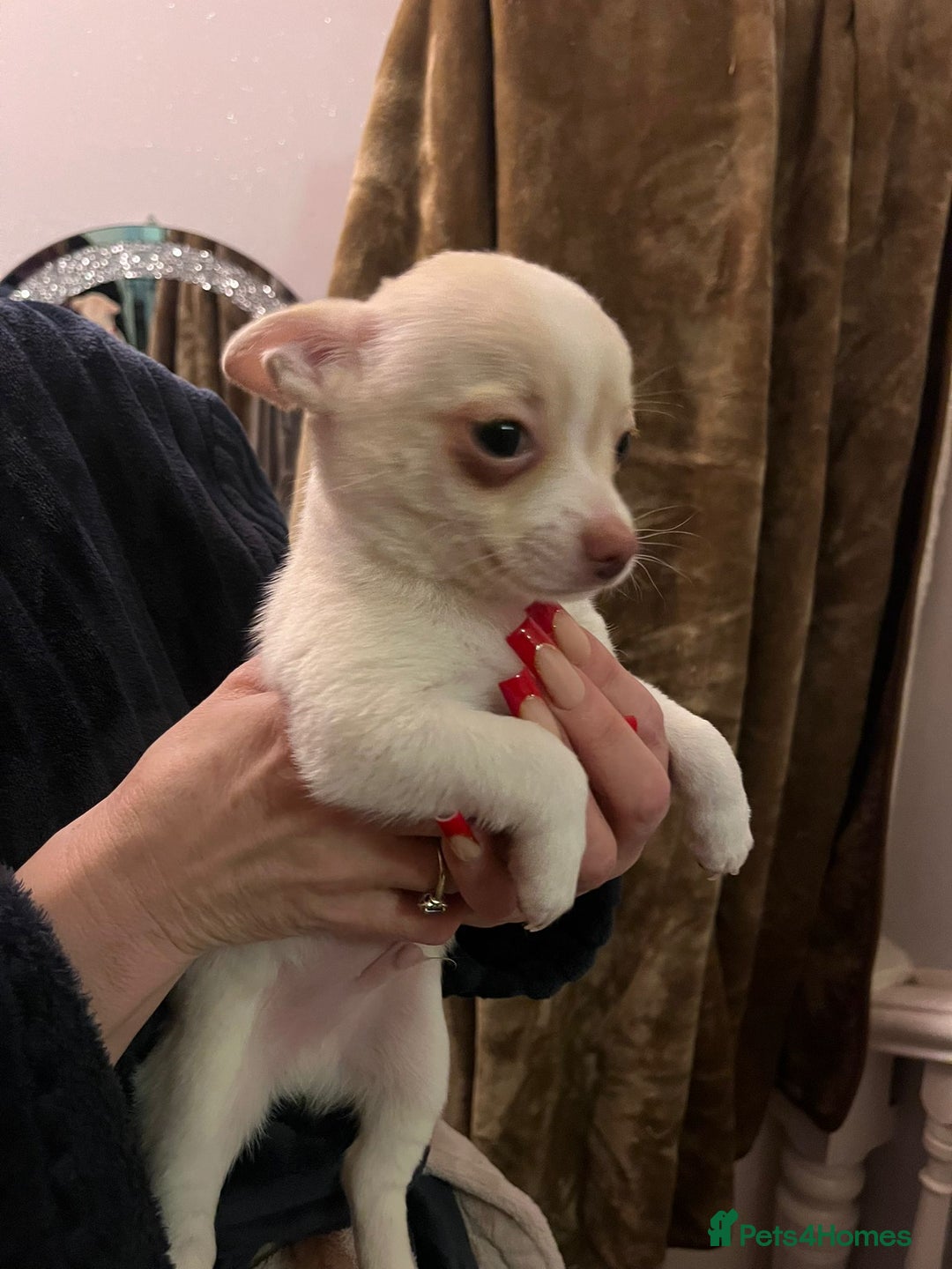 Chihuahua dogs for sale: Two male chihuahuas  - Advert 14