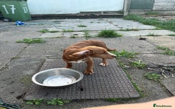 Sprocker dogs for sale: 6 month old female springer spaniel. - Image 4