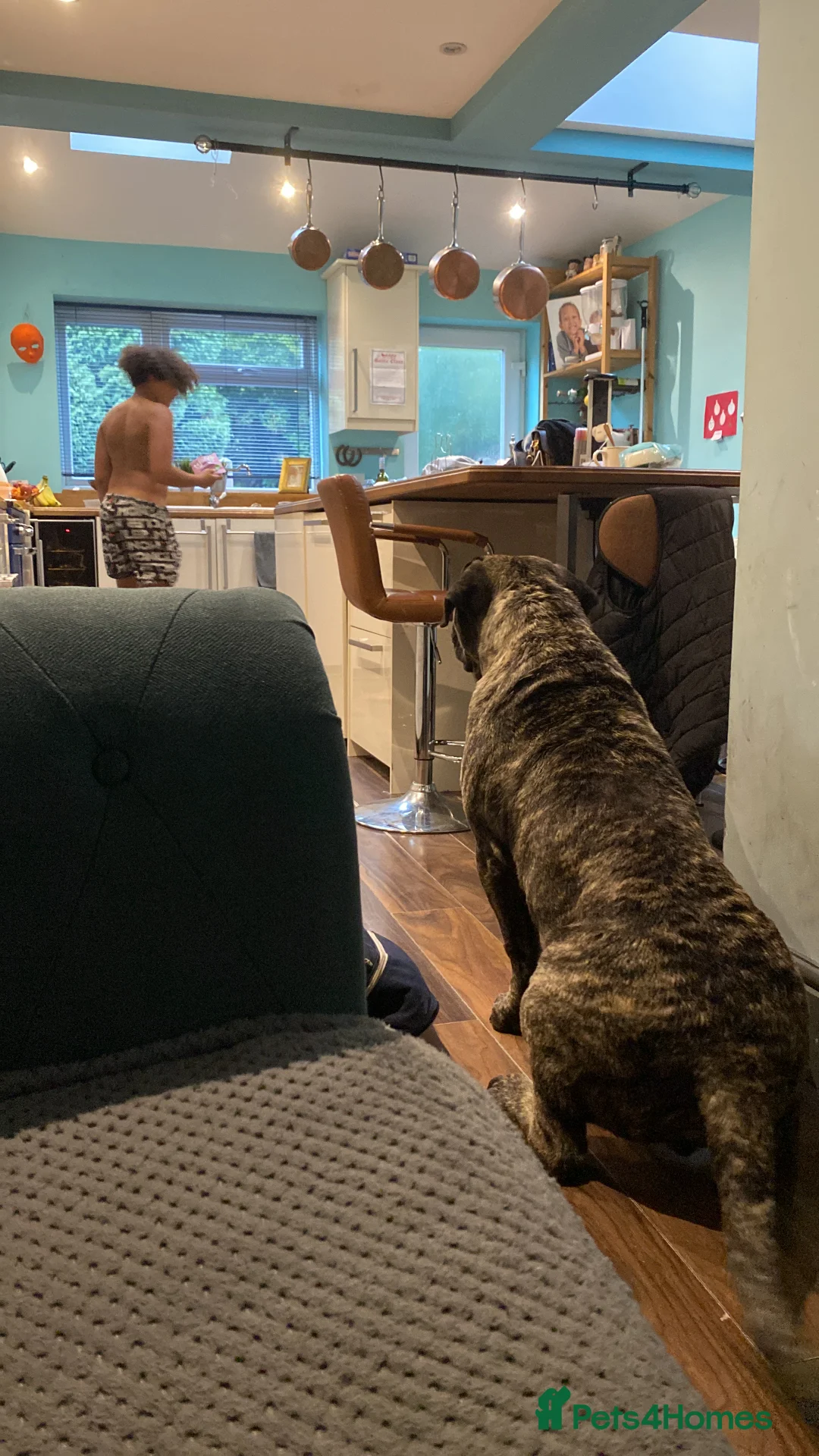 Presa Canario dogs for sale: 4 year old press male for sale in Oldbury - Advert 2
