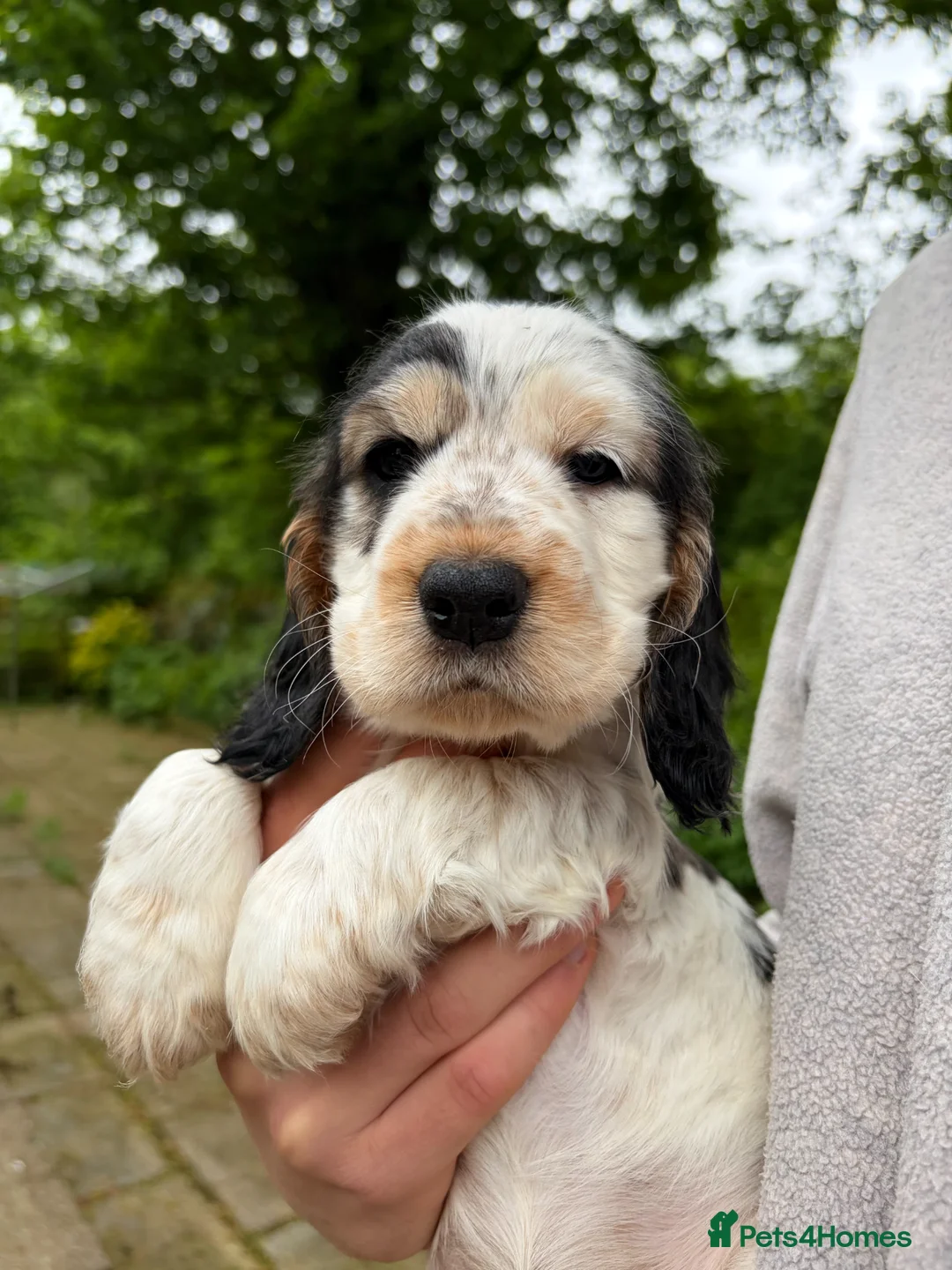 Cocker Spaniel dogs for sale: KC Registered Show Cocker Spaniels Puppies in Settle - Advert 2