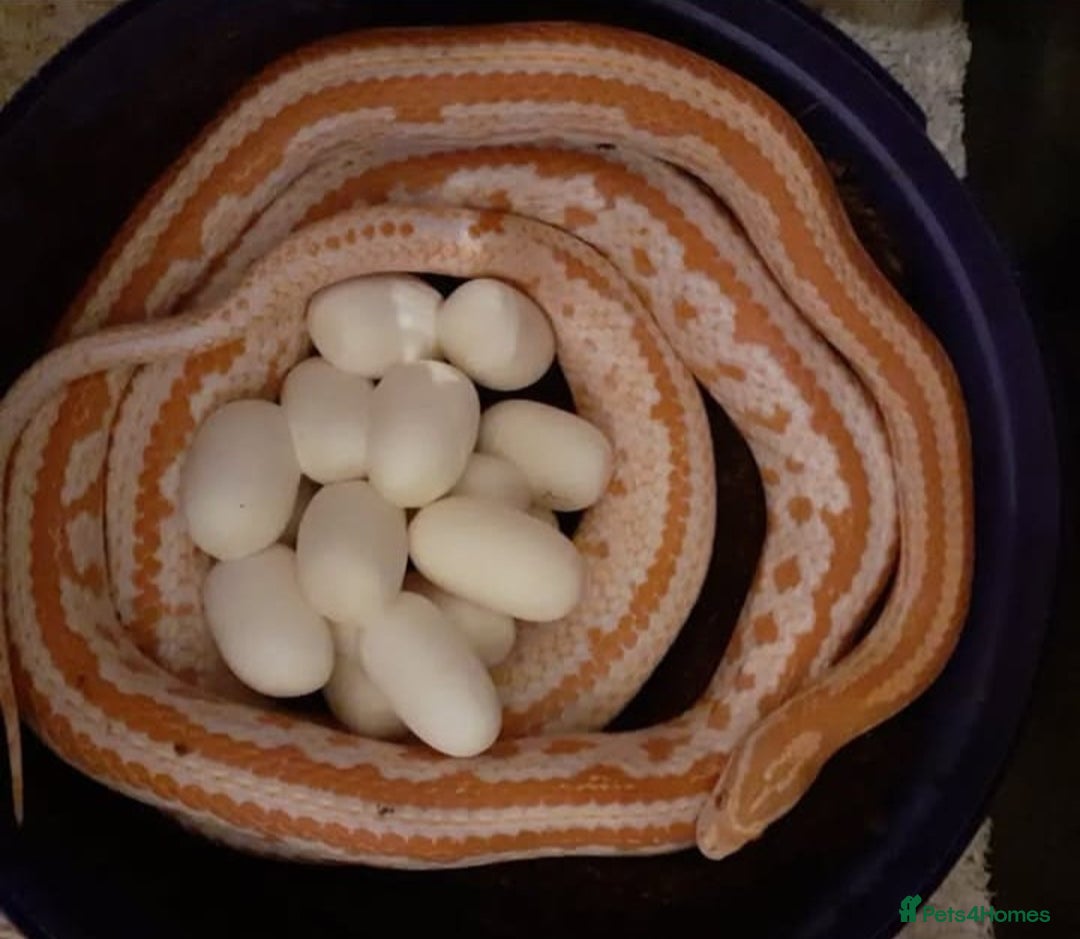 Corn Snake reptiles for sale: Corn snakes  - Image 7