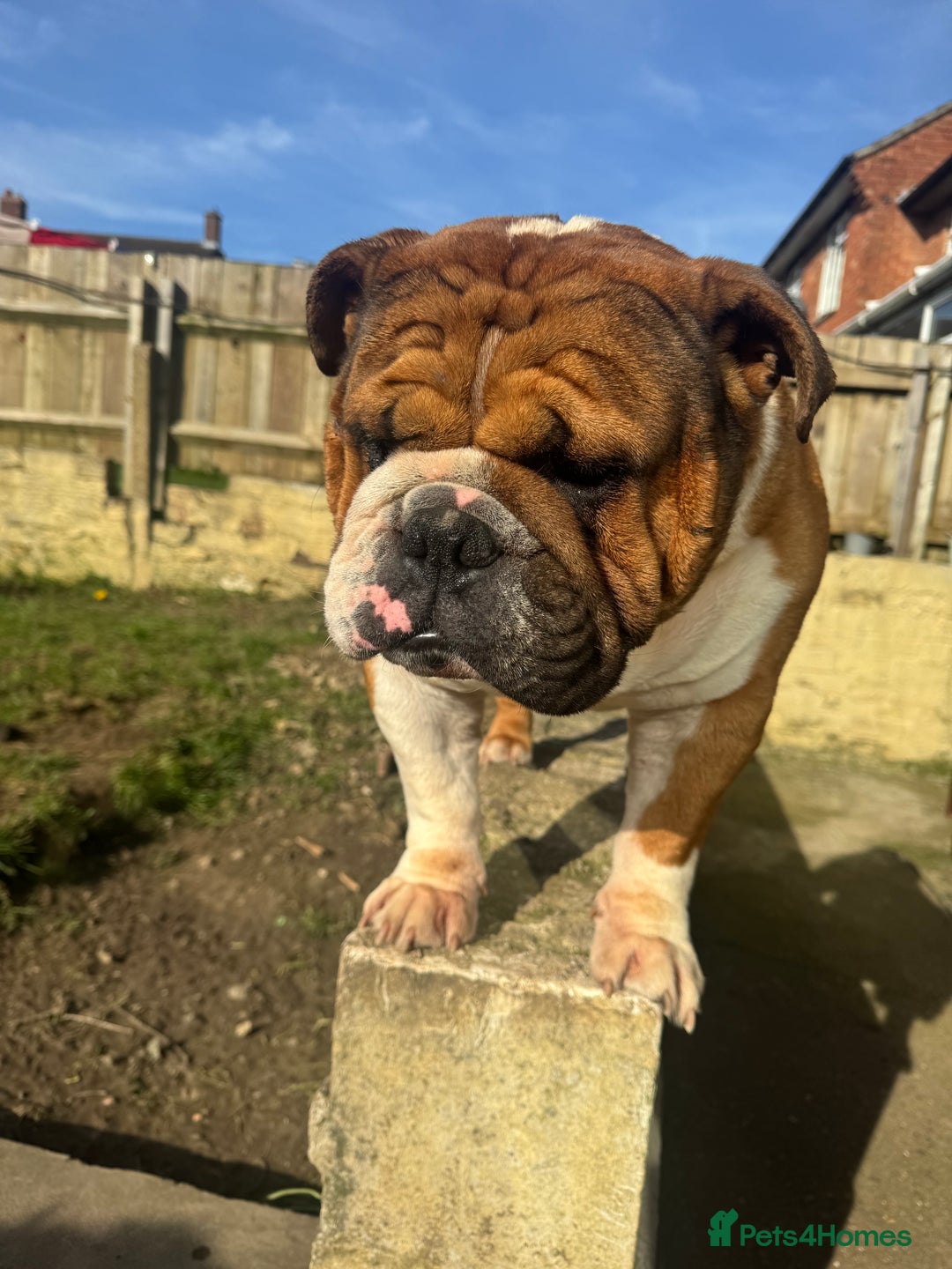 English Bulldog dogs for stud: Stunning Red/white English bulldog for stud  - Advert 8