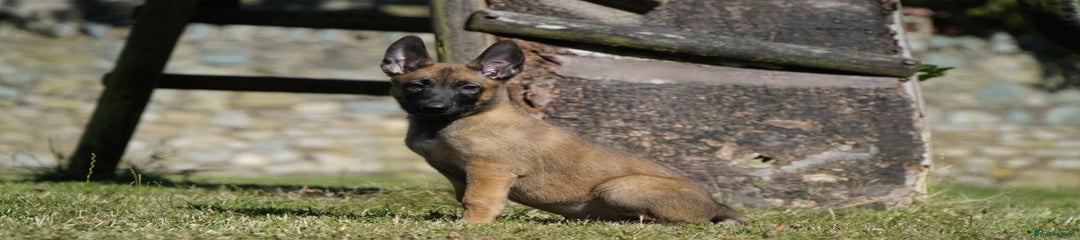 Black collar - Male