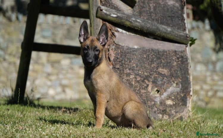 Belgian Shepherd Dog dogs - Advert 2