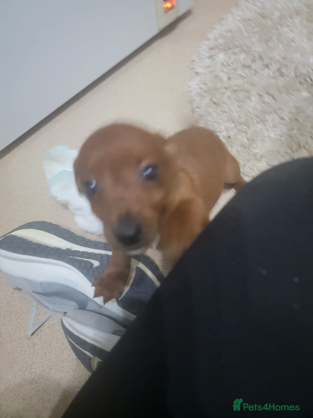 Jack Russell dogs for sale: Jack Russel  - Advert 3