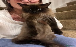 Ragdoll cats for sale: Beautiful coat Mink Ragdoll X British Short hair - Image 10