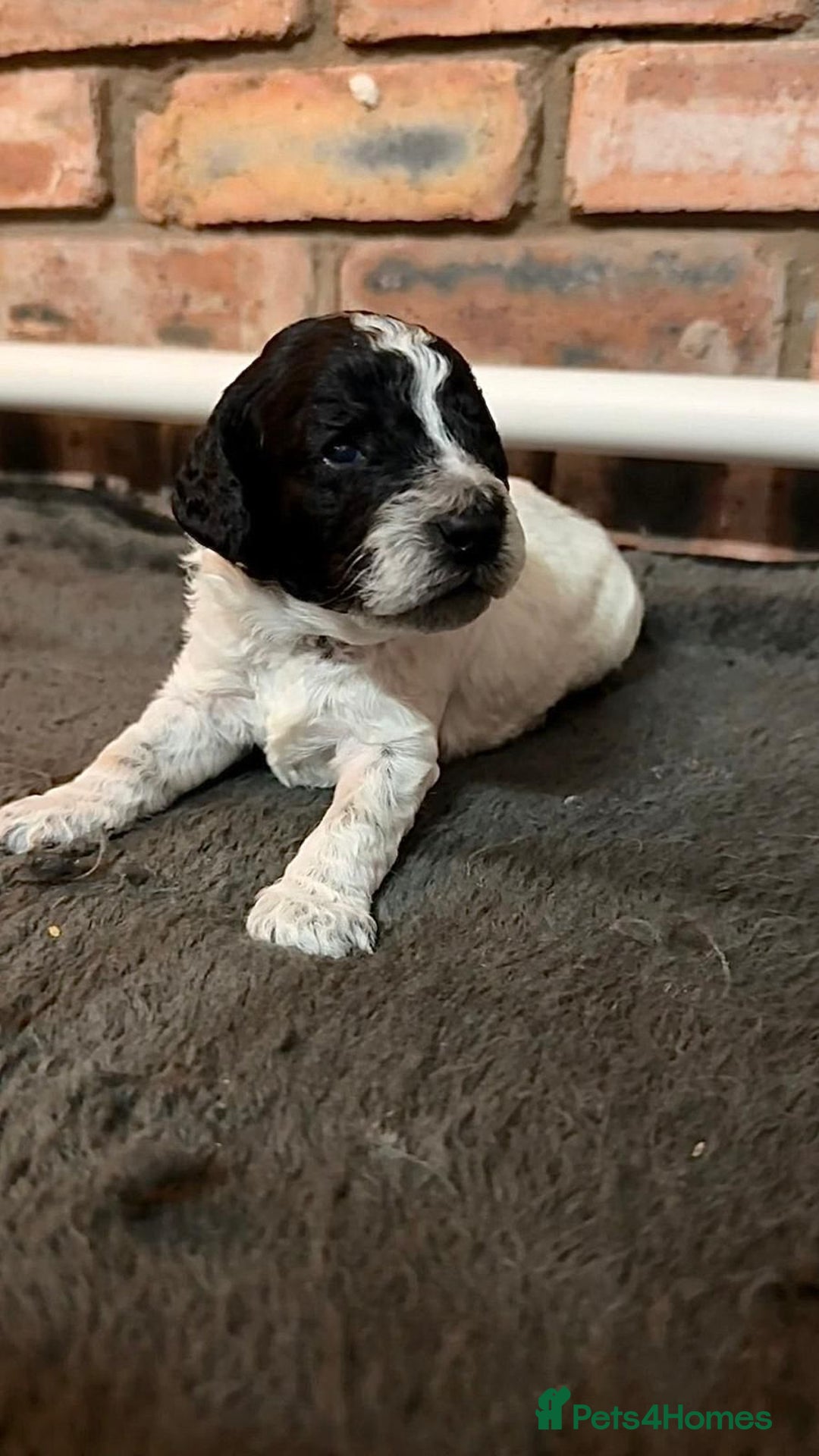 Cockapoo dogs for sale: 🐾 Cockapoo Puppies 🐾  - Advert 2