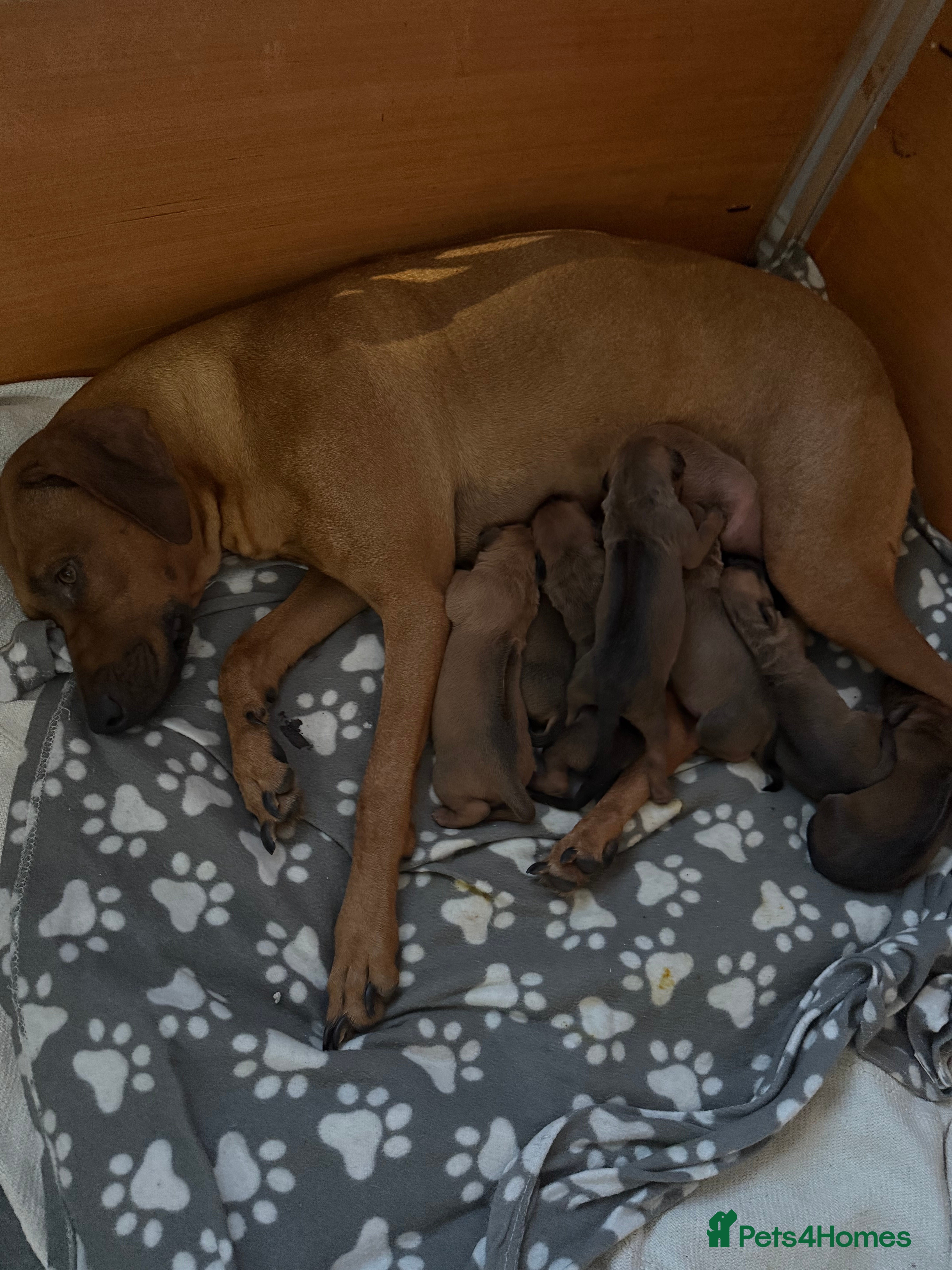 Rhodesian Ridgeback dogs Rhodesian Ridgeback puppies  - Advert 3