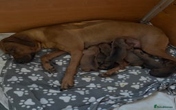 Rhodesian Ridgeback dogs for sale: Rhodesian Ridgeback puppies  - Image 1