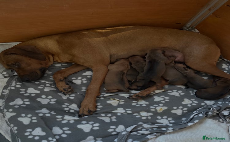 Rhodesian Ridgeback dogs - Advert 1