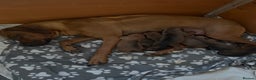 Rhodesian Ridgeback dogs for sale: Rhodesian Ridgeback puppies  - Advert 1