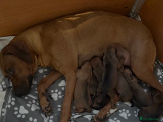 Rhodesian Ridgeback dogs - Advert 23